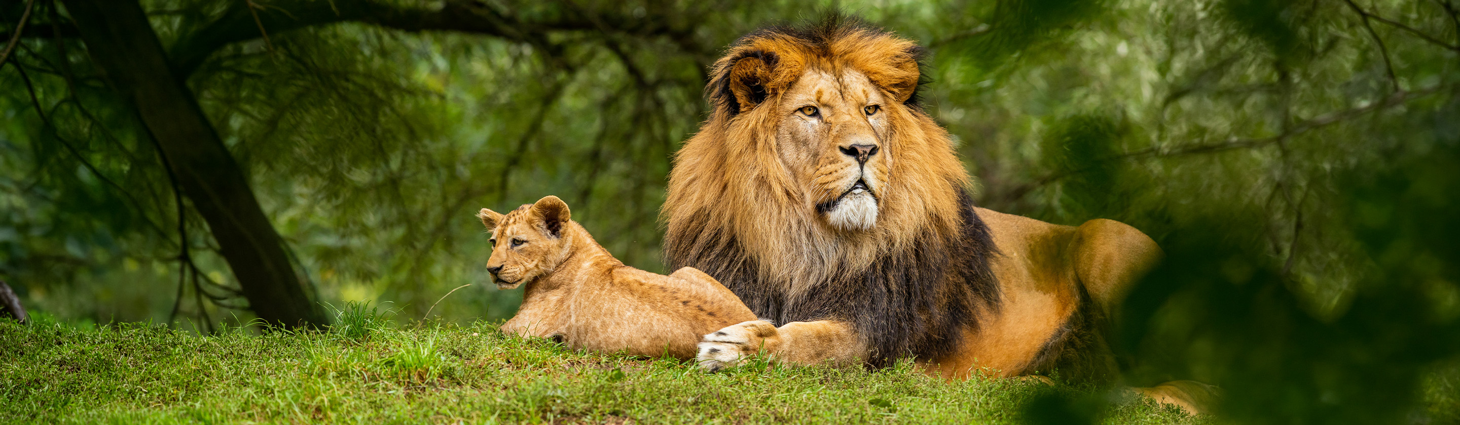 Image of male lion and cub sitting on grassy hill