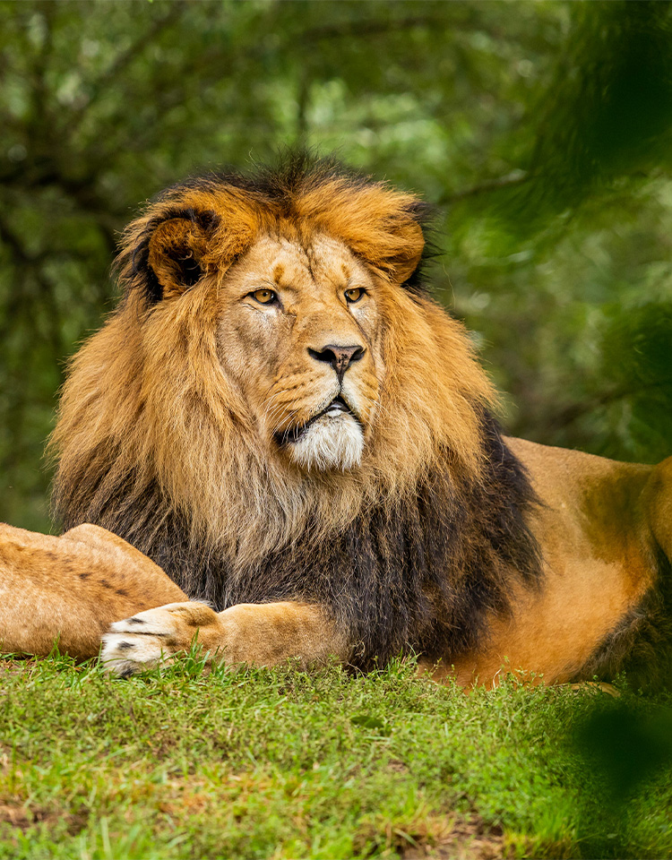Image of male lion and cub sitting on grassy hill